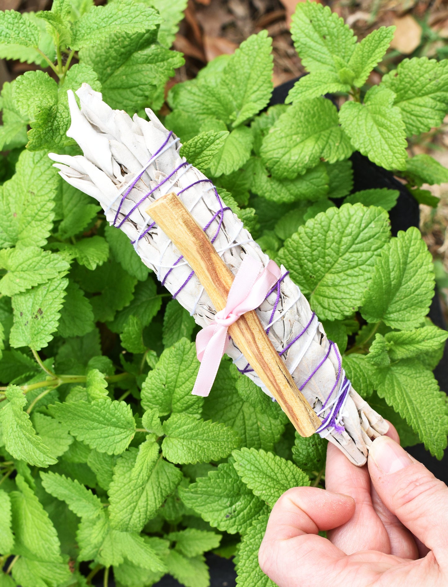 White Sage Sticks